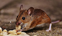 24 Hour & Emergency Exterminators in Wntwrths Lctn, NH